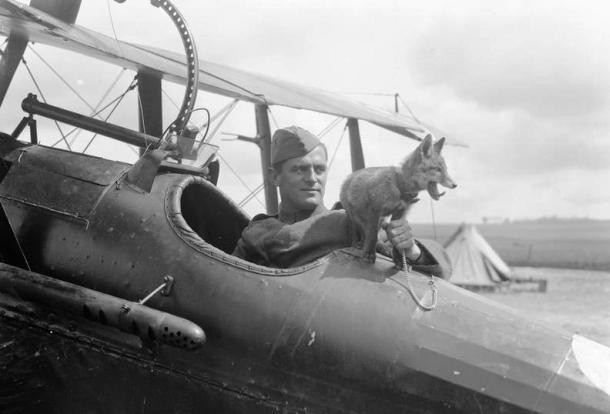 humieres chateau castle The fox cub mascot of No.32 Squadron on the fuselage of an S.E. 5A., St. Pol, April 1918. (Humieres Aerodrome). 15th May 1918