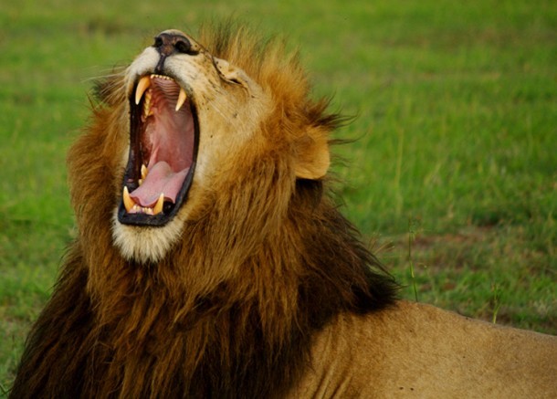 justinsomnia.org maasai-mara-kenya-lion-yawn-2-big