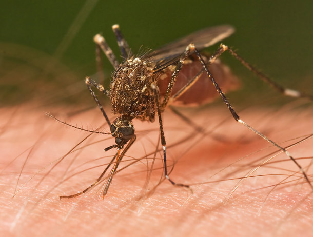 mosquito2