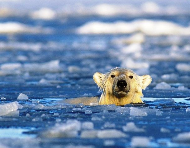 news.nationalgeographic.com polar-bears-swimming-longer-distances_37647_990x742