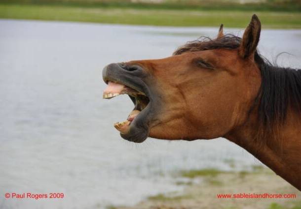 pixgood.com Sable_Island_Horse_Yawning_imgp3405