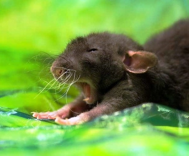 pixgood.com baby-mouse-yawns