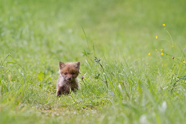 small arctic fox