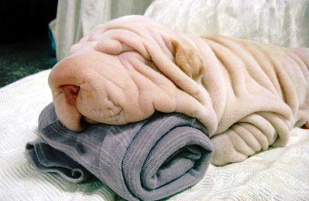 www.000webhost.com Dog towel