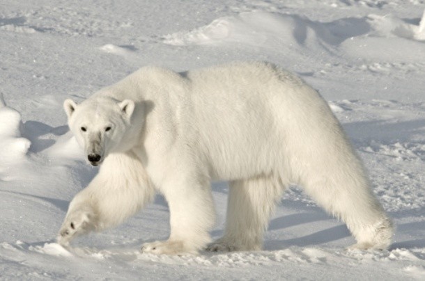 www.care2.com adult-snow-white-polar-bear
