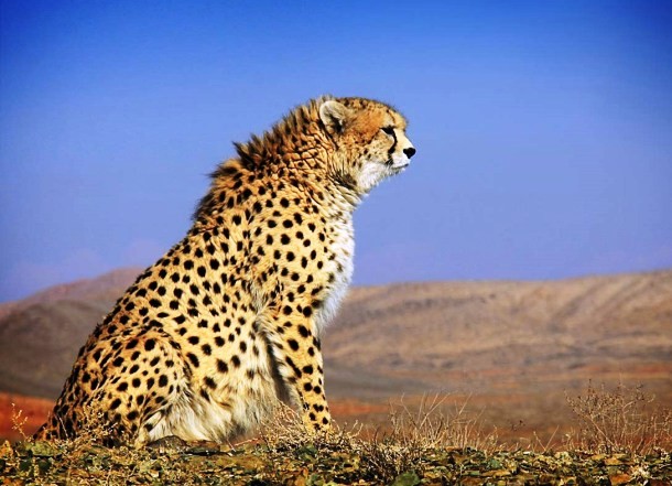 www.earthtouchnews.com Asiatic-cheetah_11-4_2014_GalleryLarge
