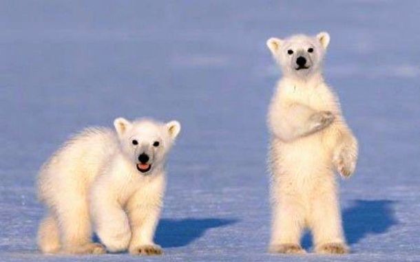 25 Fascinating Little Known Facts About Polar Bears