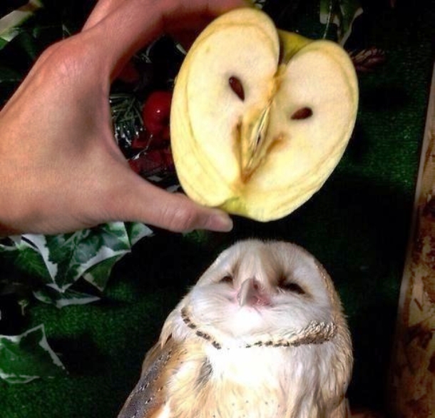 www.thepoke.co.uk cute-animal-pictures-owl-looks-like-apple