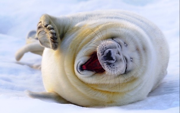 www.zastavki.com Animals_Under_water_Yawning_fur_seal_029593_