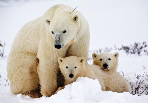 youthedition.net Cute-Polar-Bear-polar-bears-35634913-1600-1067