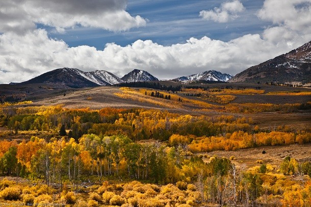 Aspen Tree Fall Yellow Color off Conway Summit lightened