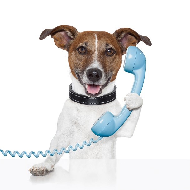Dog talking on phone
