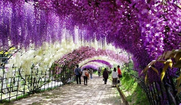 Ashikaga Flowering Park