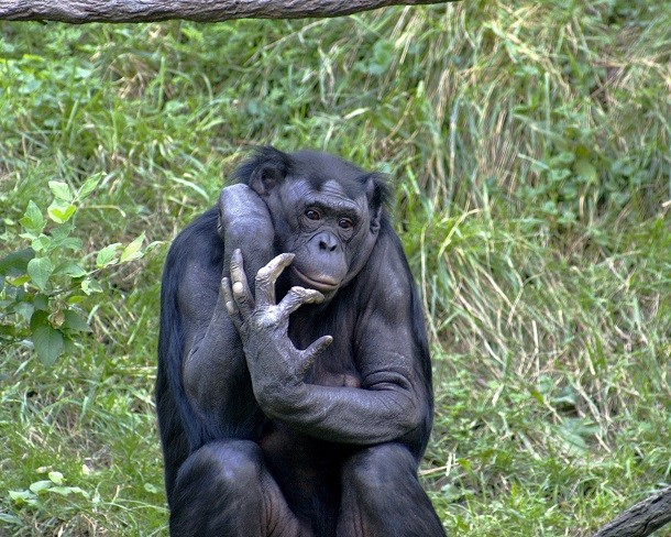 6 - bonobo