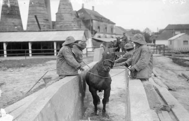 British Army Horses