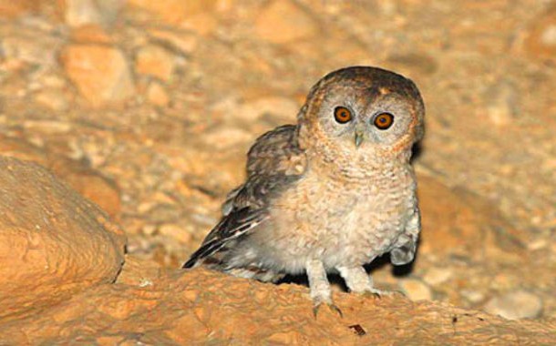 Desert Tawny Owl