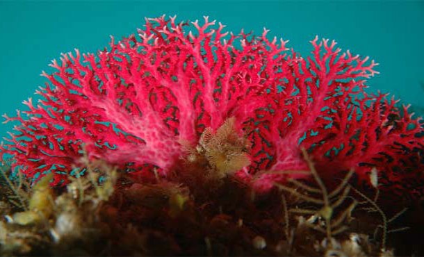 Fiery-Red Coral Species