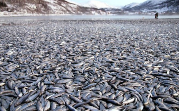 Fish washed ashore Norway