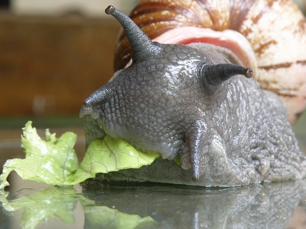 Poop eating snail