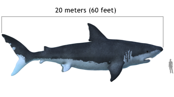 commons.wikimedia.org Carcharodon_megalodon_size_compasison_with_man