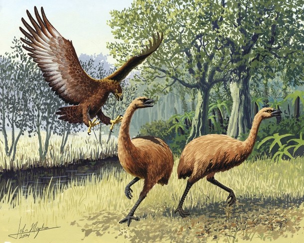 en.wikipedia.org Giant_Haasts_eagle_attacking_New_Zealand_moa