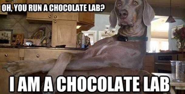 25 hilarious dog memes that will brighten up your day