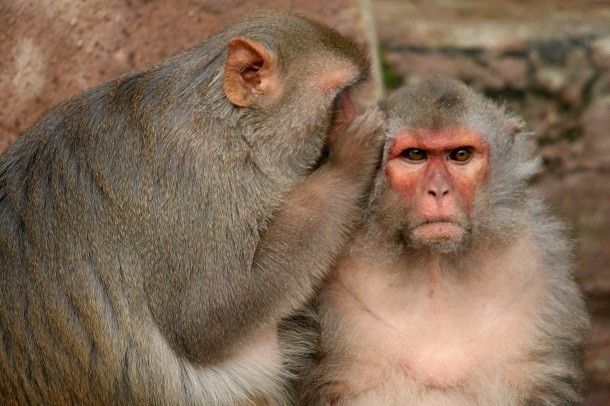 monkeys telling secret