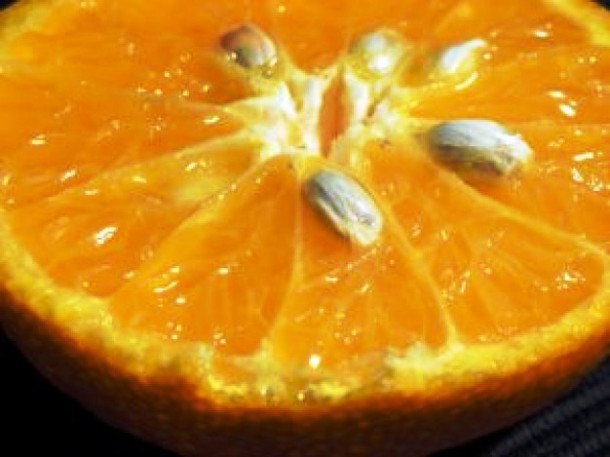 orange-seeds-close-up_2886581