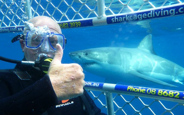 shark tourism