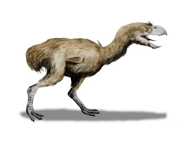 simple.wikipedia.org Paraphysornis_BW-2r
