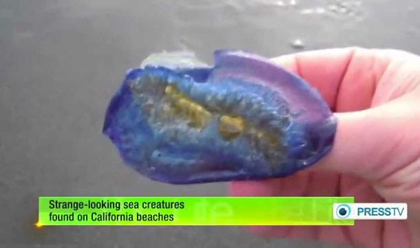 weird creatures invade US beaches