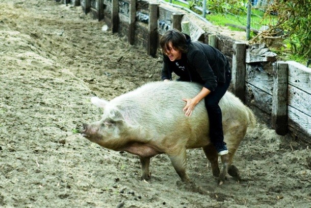 www.reddit.com pig-riding