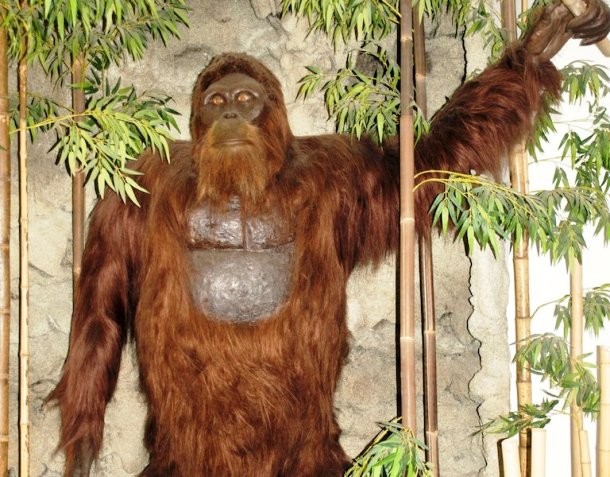 www.smithsonianmag.com how-gigantopithecus-became-extinct-768-1024.jpg__800x600_q85_crop_subject_location-292,387