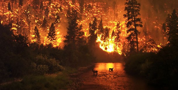 A forest fire in the background