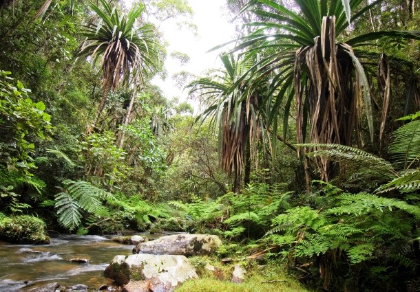 forest-river-madagascar