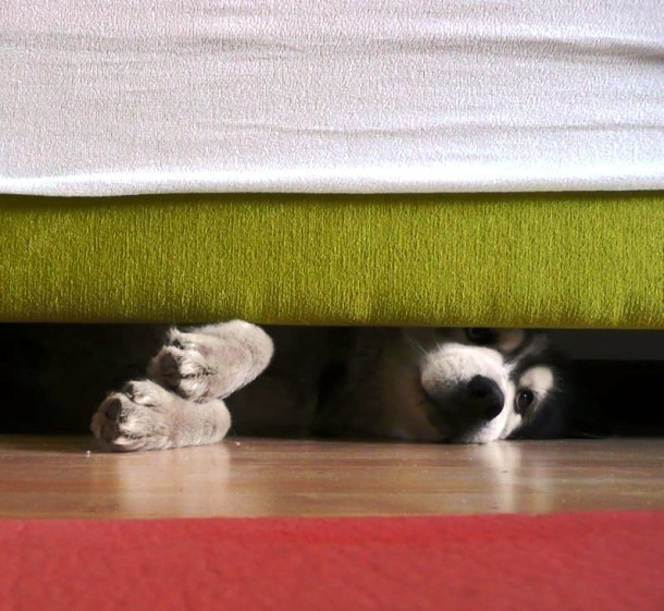 Dog hiding