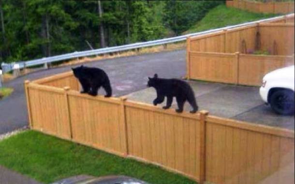 bears on a fence