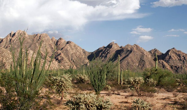 Sonoran Desert (USA, Mexico)