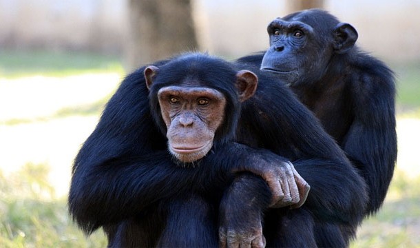 Chimpanzees and Apes