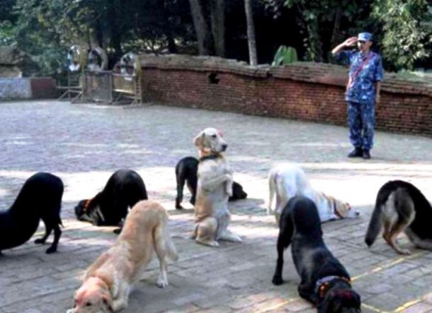 dog ritual