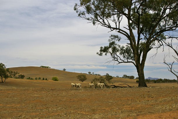 The 1982–83 Australian Drought