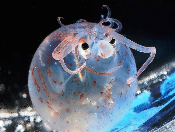Piglet squid