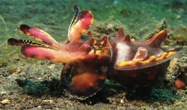 Pfeffer's flamboyant cuttlefish