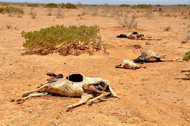The 2010 Sahel Drought