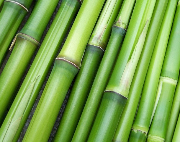 Bamboo2