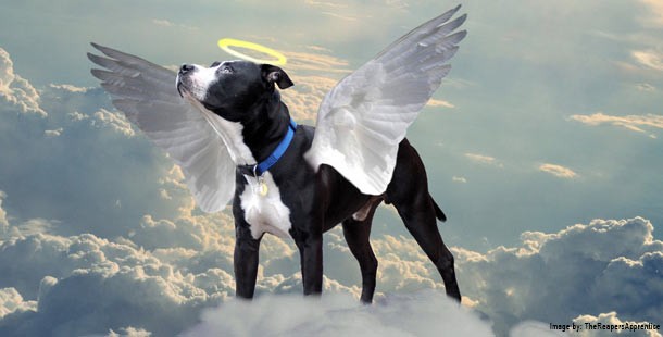 A dog with wings and halo