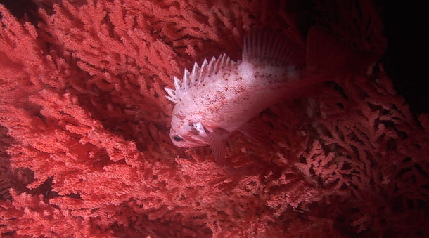 Rockfish in red tree coral