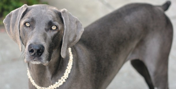 A dog with a necklace