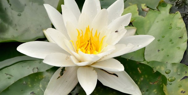 A white flower on a lily pad