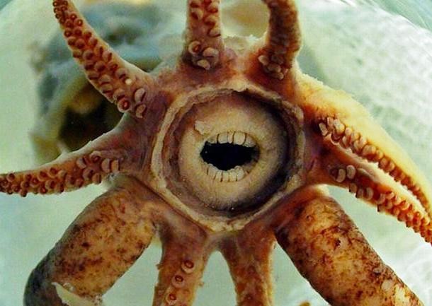 Squid with human-like teeth